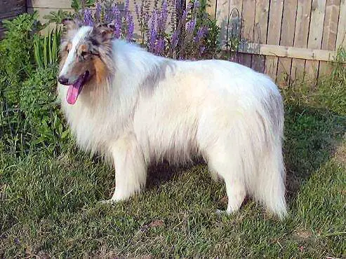 Wolf Manor Forever Sparkle