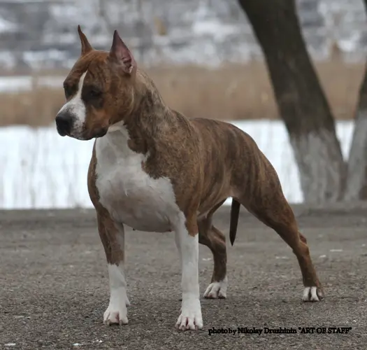 INT CH, MULTI CH Colour Side Bonita O.J.