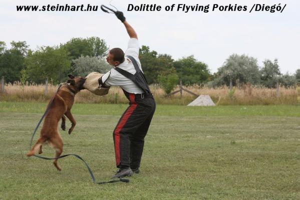 Dolittle of Flying Porkies