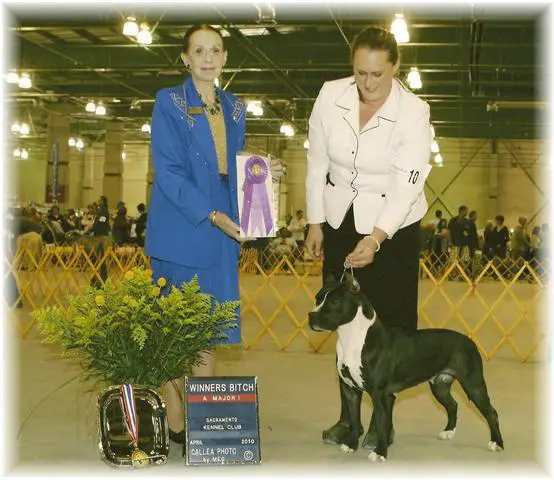 AKC CH. UKC GR INT. Karma N Ironstone's Sweet Emotion