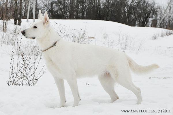 JUN. CH RUS, CH RUS Bekki Tetcher