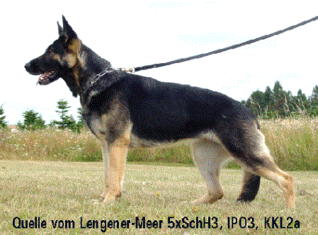 Quelle vom Lengener-Meer