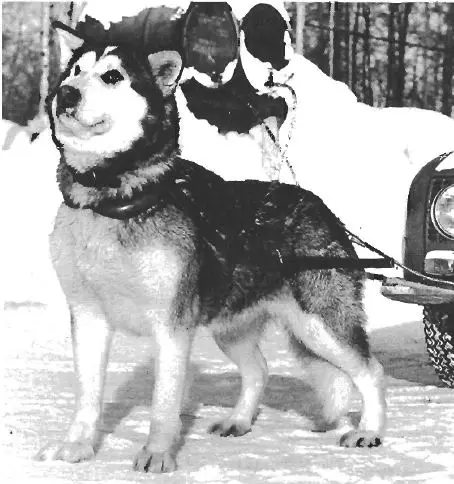 Taaralaste Naki Nieu