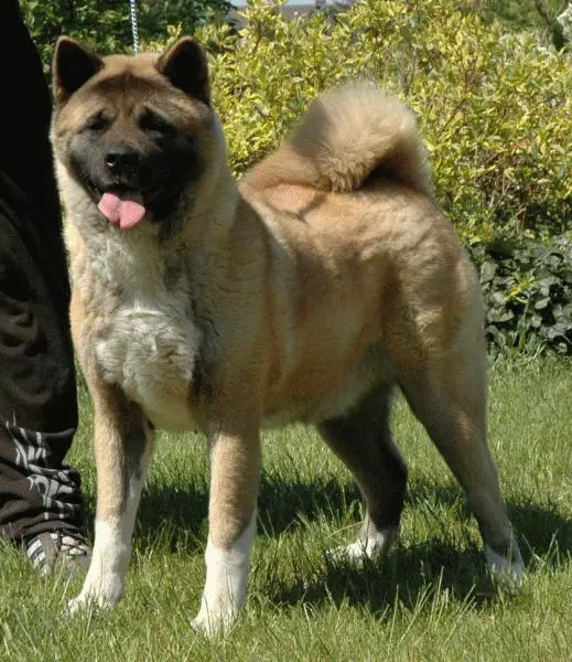 AKC CH Regalia's Beringer BR Codan O'PR