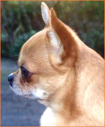 Arrendene Oshi