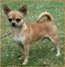 Zzman's wild flame at bramerita