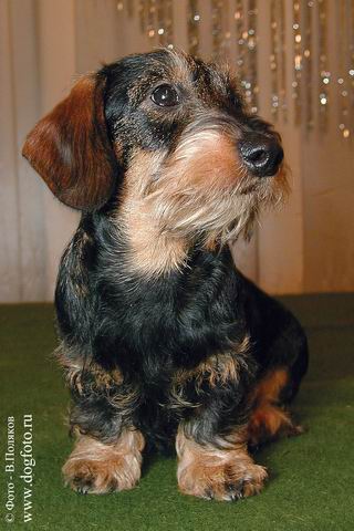 Lisego Nosa Zavidny Kavaler