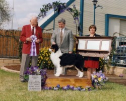 AKC/ASCA CH Bayshore Tradition of Milwin