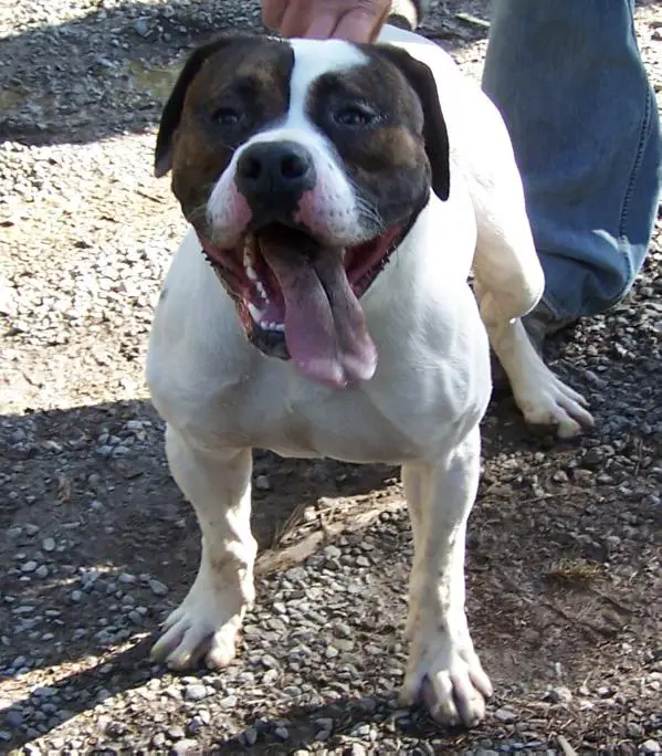 Bullhead's Benny The Butcher