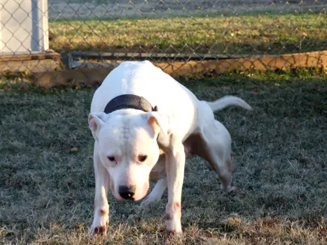 Eppinette's Ch Casper