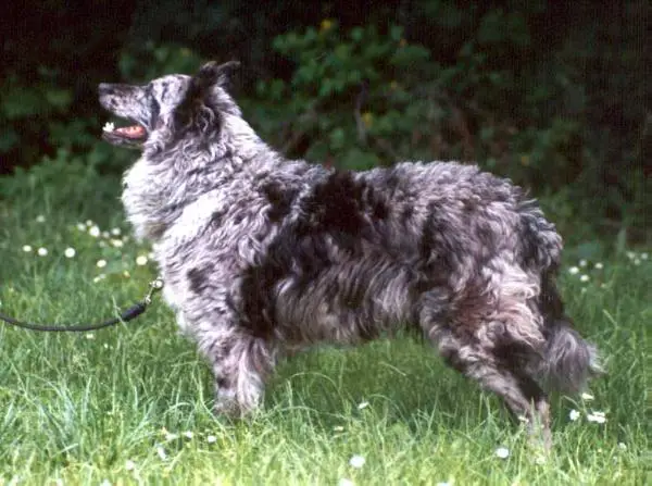 HJCH HCH Sacaházi Dorcsik Kökény