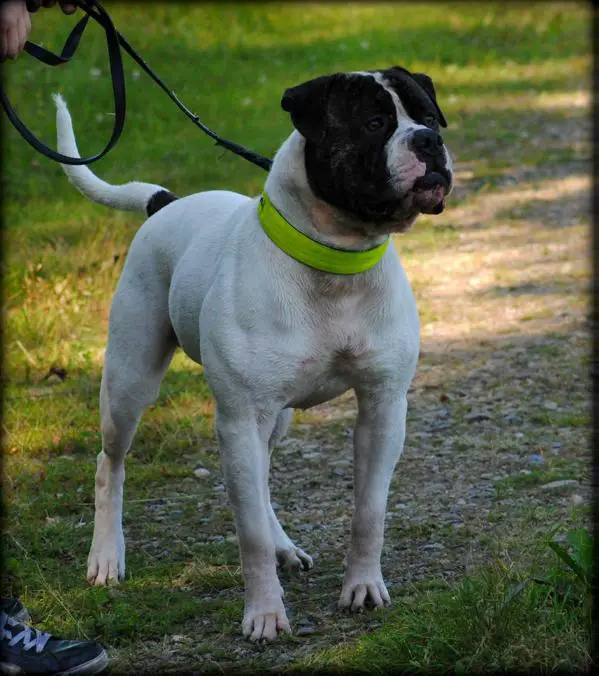 Wild Wonder Godzilla