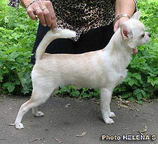 	CH R Snezhnaya orchidea