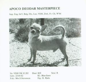 APOCO DEODAR MASTERPIECE