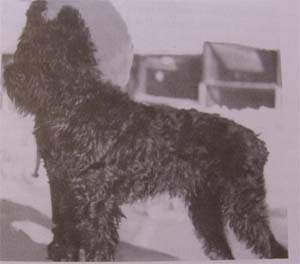 Roy - Founding Sire Giant Schnauzer (Riesen)