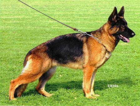 V34 HZS Quinci von Tronje