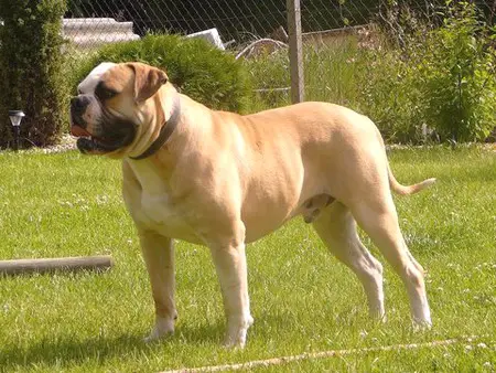 CH Backyard's Junkie The Rock Star