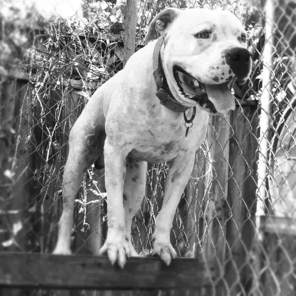 Jam Up Bulldogs' RudeBwoy