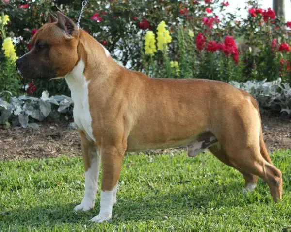 AKC CH DotCom's The Protege