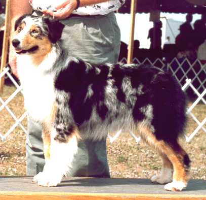 ASCA/JR INTL/UKC CH Dewmoor Work of Art After All