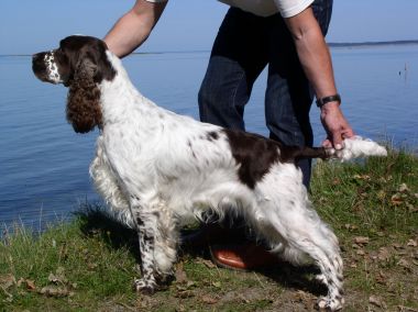 Spring Creek's Jolly Jumper