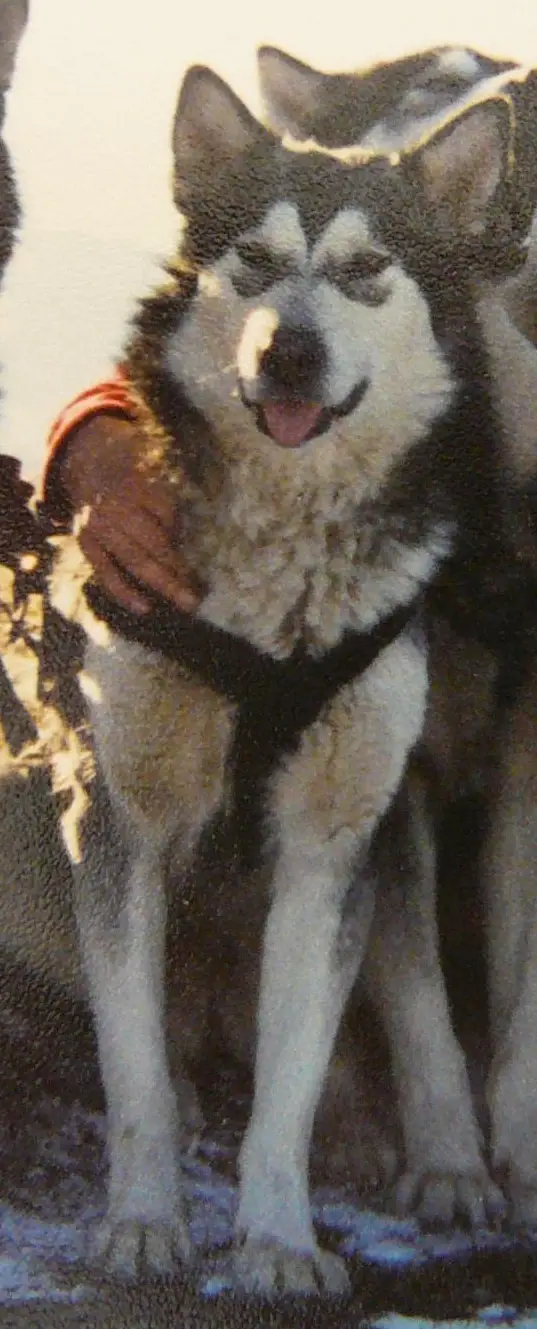 Barrow Mountain King