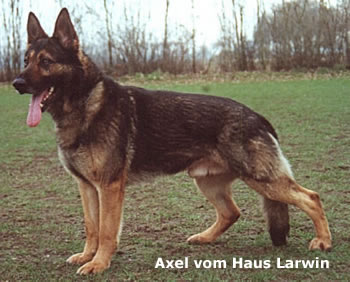 G Axel vom Haus Larwin