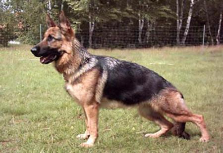 V SG89(BSZS 2003) Karla vom Zellwaldrand