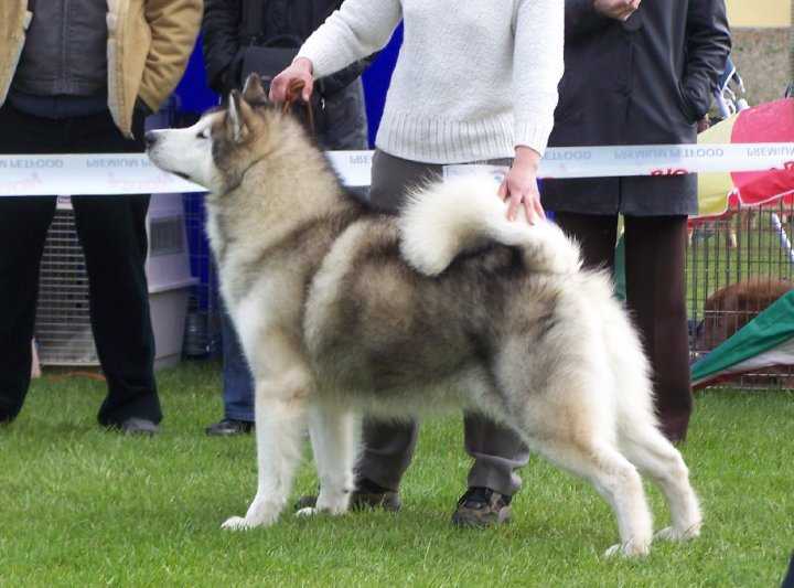 Ch. PL   Int.Ch. Nanookh W Kamposkim Boru