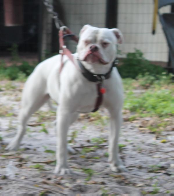 HBB/Musclefreaks Bella