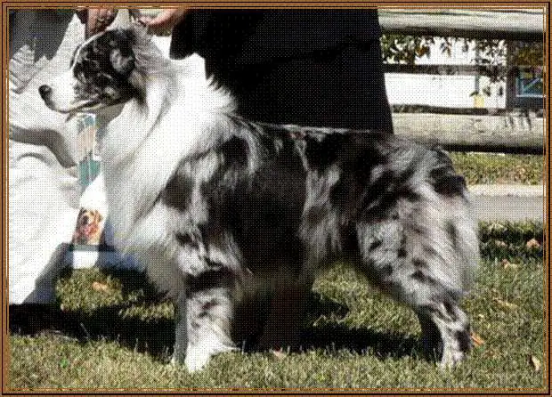 SVCH, WTCH, ATCH, CH Wildvines Bad N Blue