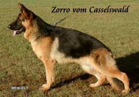 V Zorro vom Casselswald