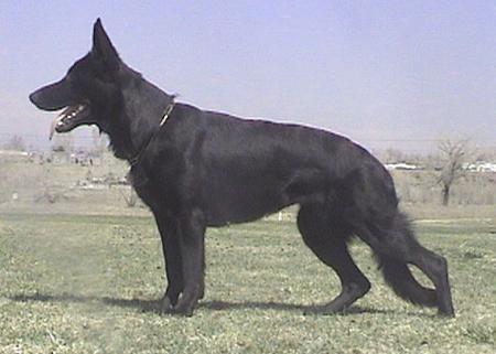 V- Xaveria vom Klovensteener Forst