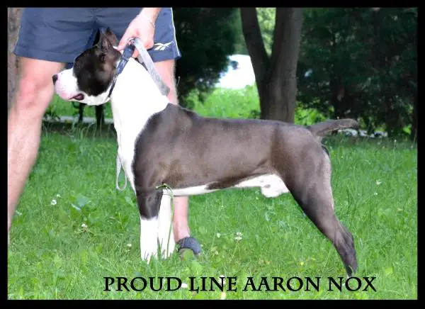 Proud Line Aaron Nox