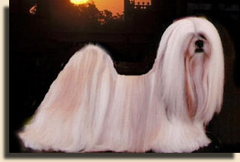 Petwalk Piece De Resistance For Khalila