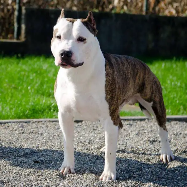 Roadhouse's Don Paco De Paco