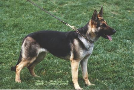 V Ninja van Tiekerhook