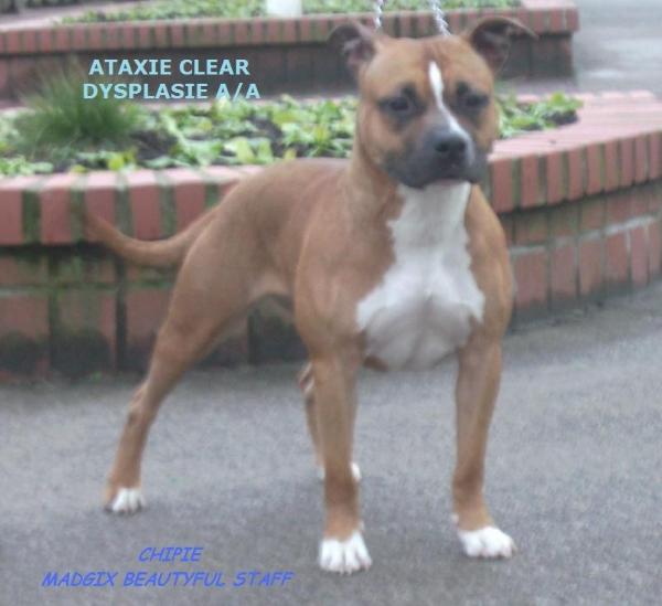 Chipie Madgix Beautyful Staff