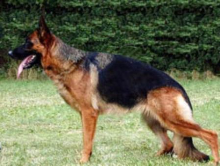 Prischilla van Contra