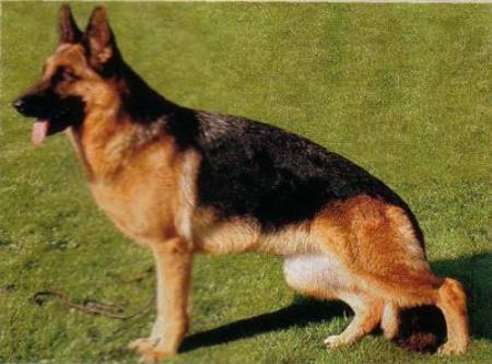 SG 18 Moni vom Klostermoor