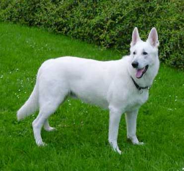 INTCH DES BVWS Assi vom Kaiserbrunnen