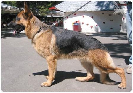 JHK ROMANIA SIEGER Tasko von Uferwald