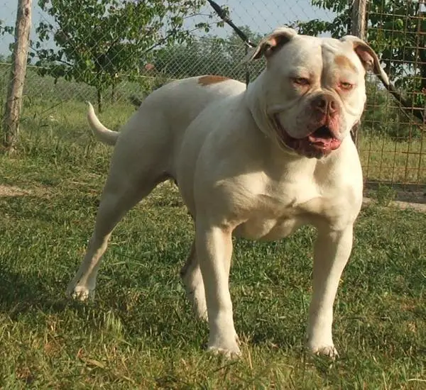 Demoniac Team Jenna of Redline's