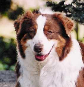 USA CH China Grove Kiss N' Kate