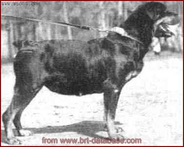 Urma (Rottweiler) 1950