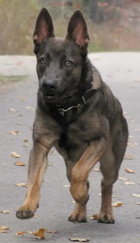 Complete K9 Canada's Ultimate Crush