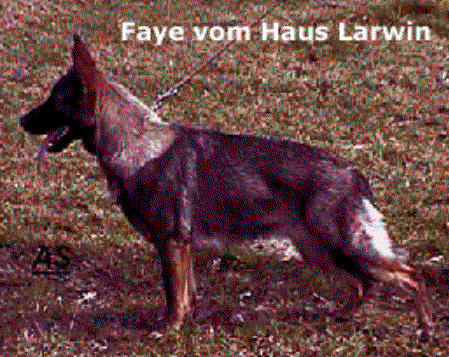 Faye vom Haus Larwin