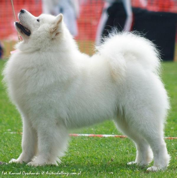Int Ch.Multi Baltic Balkan Grand Ch.Veteran Ch.Multi JCH. BY ARCTIC CHALLENGE TINY'GLOO of Winky Bow-Wow