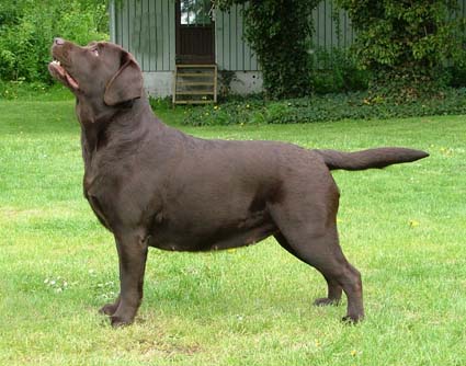 Lab Treasure's Hazelnut