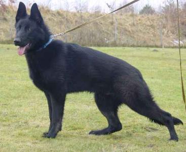 Tosca vom Corderycke